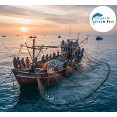 সাগরের মাছ