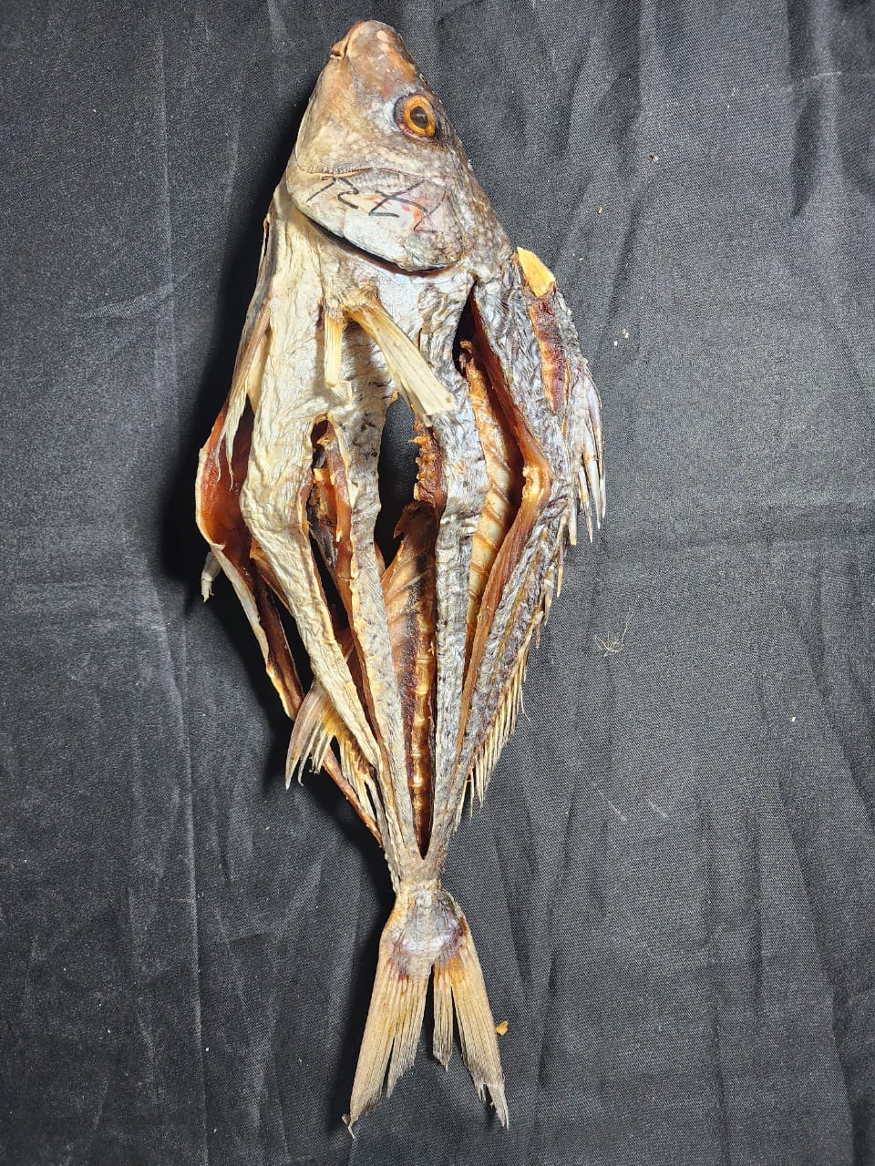 কোরাল শুঁটকি