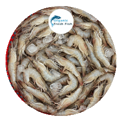 হরিনা চিংড়ি( 2 kg)