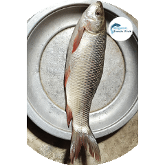 রুই মাছ( 3 kg)