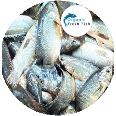 কৈ মাছ(15 পিছে) 1 kg.