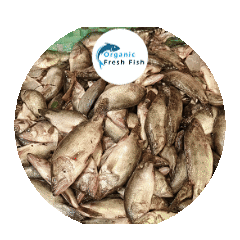  মেনি মাছ( 25-30 পিস)1kg