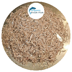 কাপ্তাই লেকের কাচকি মাছ(1kg)