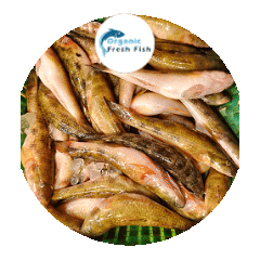 বেলে মাছ(11-20 পিস) 1 kg