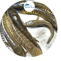 দেশি শোল মাছ( 1 KG) 