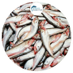 কাপ্তাই লেকের পাবদা মাছ (15-20)1 kg