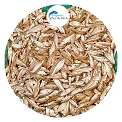 মলা মাছ (1 kg)কাটিং করে