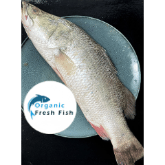 মংলা নদীর কোরাল মাছ (3 kg)