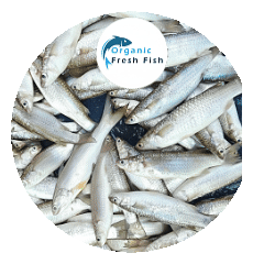 মংলার খাল বিলের  পারশে মাছ (8-10 পিছে)1 kg