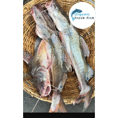 কাপ্তাই লেকের আইর মাছ (2 kg)