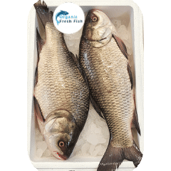 কাতাল মাছ(3 kg)