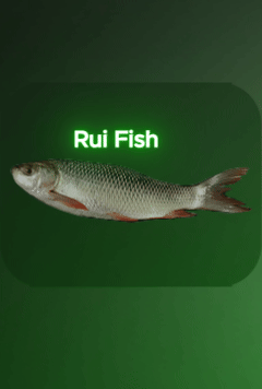 রুই মাছ( 3 kg)