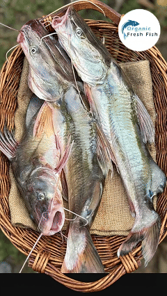 কাপ্তাই লেকের আইর মাছ (2 kg)