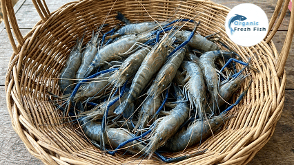 গলদা চিংড়ি(20-25 পিছে)2 kg