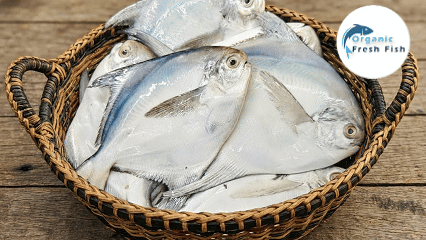 সাগরের রূপচাঁদা মাছ (6-8 পিছে)3kg